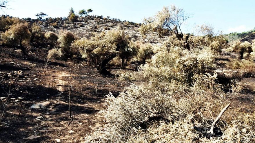Muğla’daki yangınla ilgili sert suçlama: On binlerce zeytin yandı, bir kez su dökülmedi