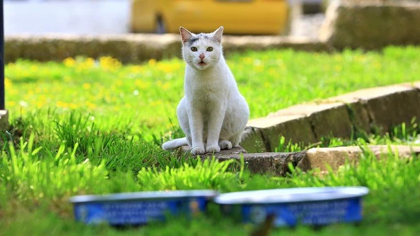 Muğla’da pandemi sürecinde 2 Bin 966 hayvan tedavi edildi