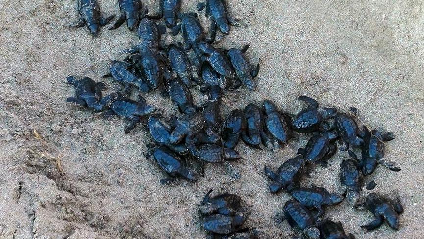 Demre’de 2 bin 500 yavru caretta denizle buluştu