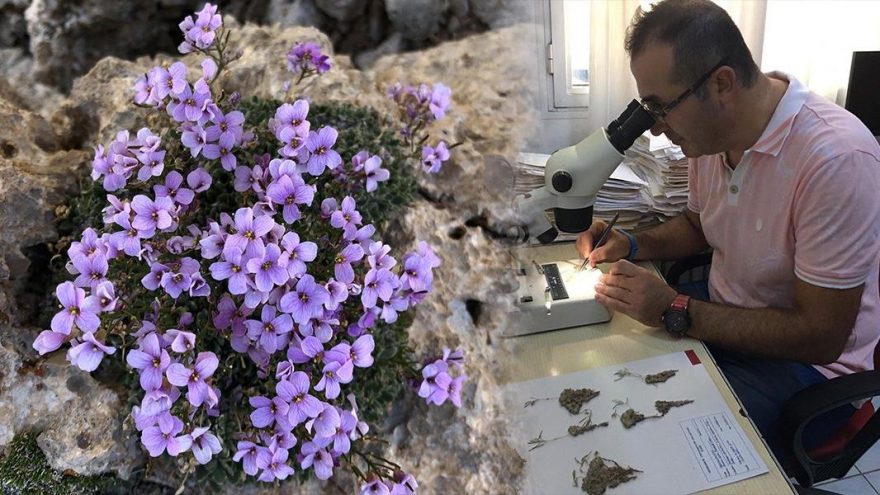 Neslinin tükendiği sanılan ‘Bakır kazteresi’ sosyal medya sayesinde bulundu