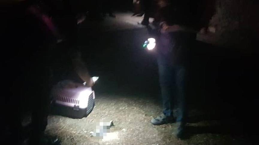 Silivri’de yavru kedi işkence edilerek öldürüldü