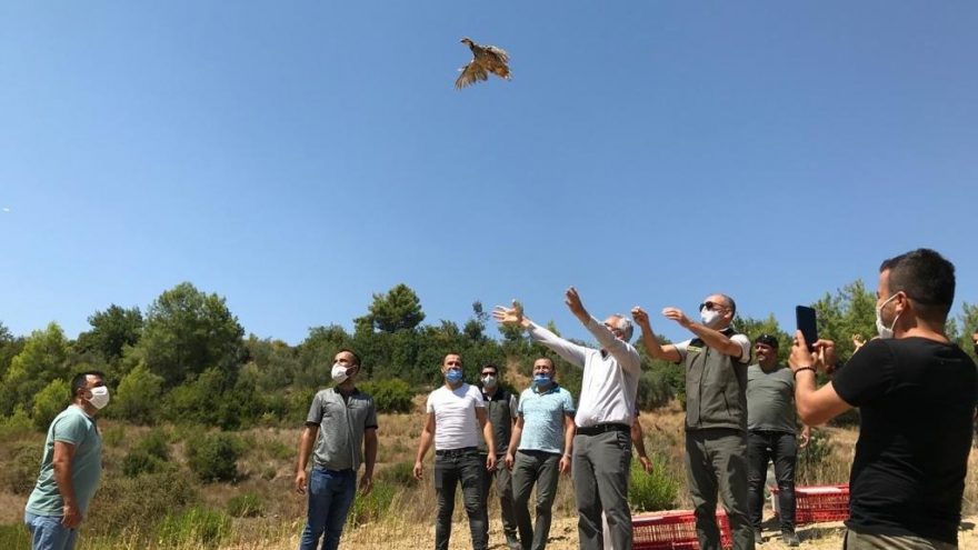 Manavgat’ta 100 adet kınalı keklik doğaya bırakıldı