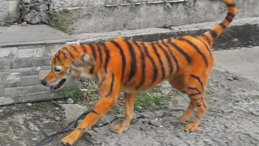 Malezya’da hayvanseverler ayakta: Köpeği kimyasal boyayla kaplan rengine dönüştürdüler