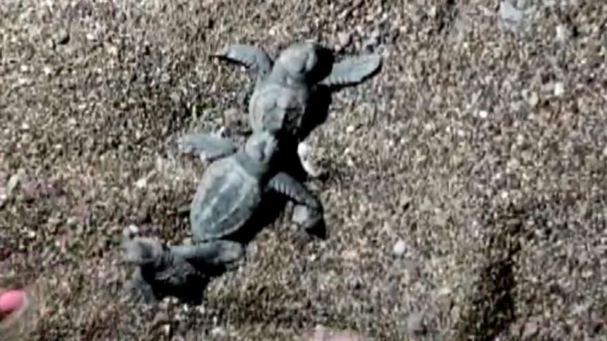 Yolunu kaybeden caretta yavrularına tatilciler yol gösterdi