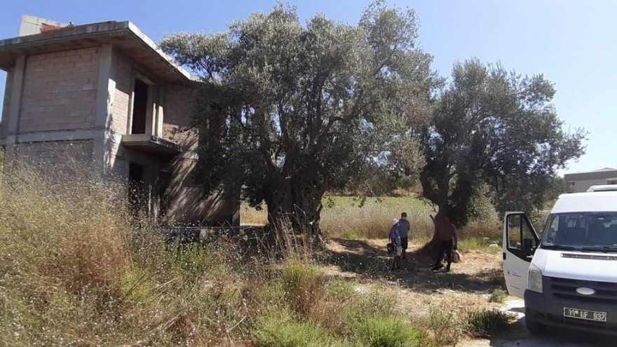 Kuşadası’nda bin 500 yıllık ağacın yanına yapılan villa yıkıldı