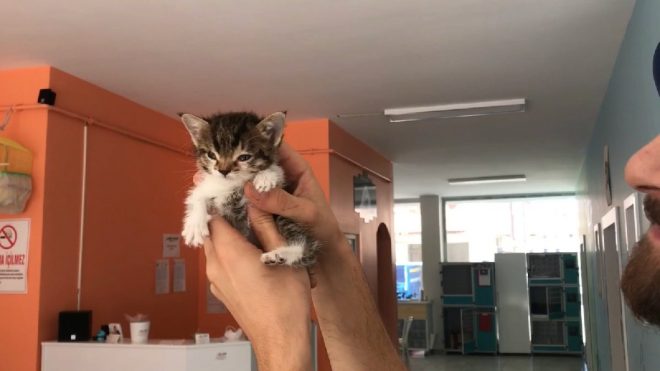 kedi56-660x371.jpg