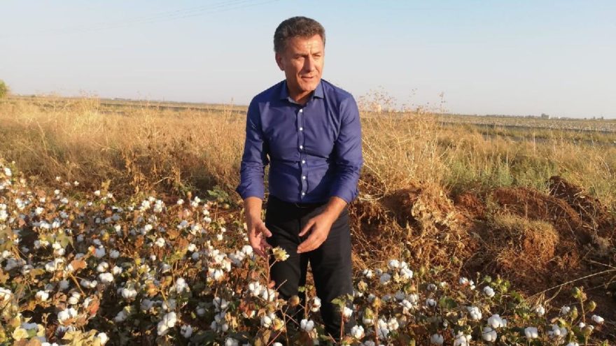 CHP’li Sarıbal: Pamuğa 3 yıldır 80 kuruş prim ödeniyor