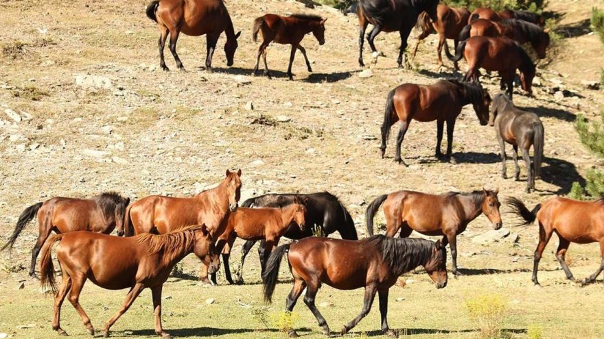 Siyanürlü altın için yılkı atlarını sürgün edecekler
