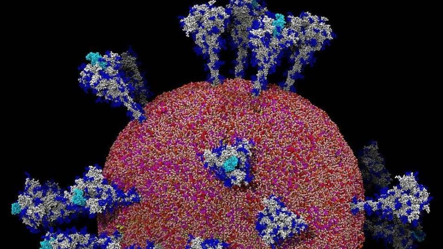 Corona virüsünün insan hücrelerine verdiği zarar ilk kez görüntülendi