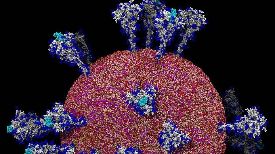 Coronavirus damage to human cells seen for the first time