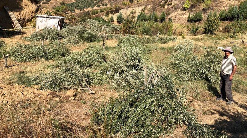 Bahçesindeki 54 ağacı kestiler
