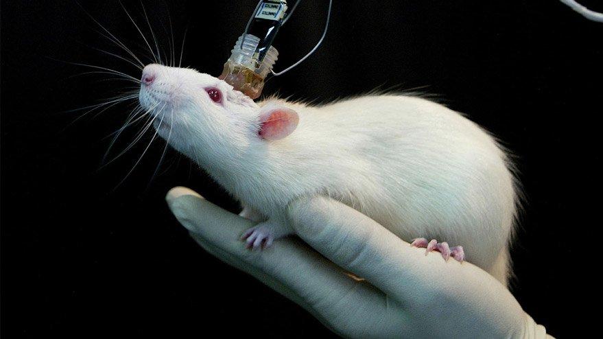 New epidemic alert!  The mice contracted the disease from humans
