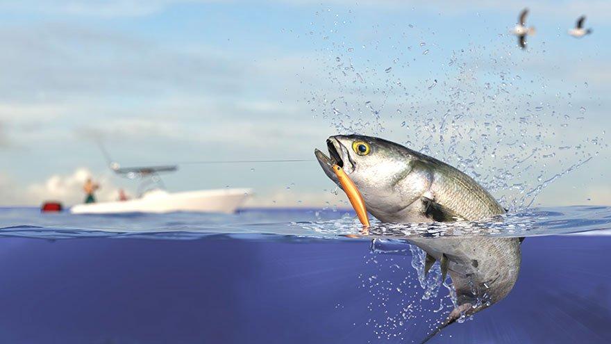 Bluefish: Much more than a fish ... and we are losing it