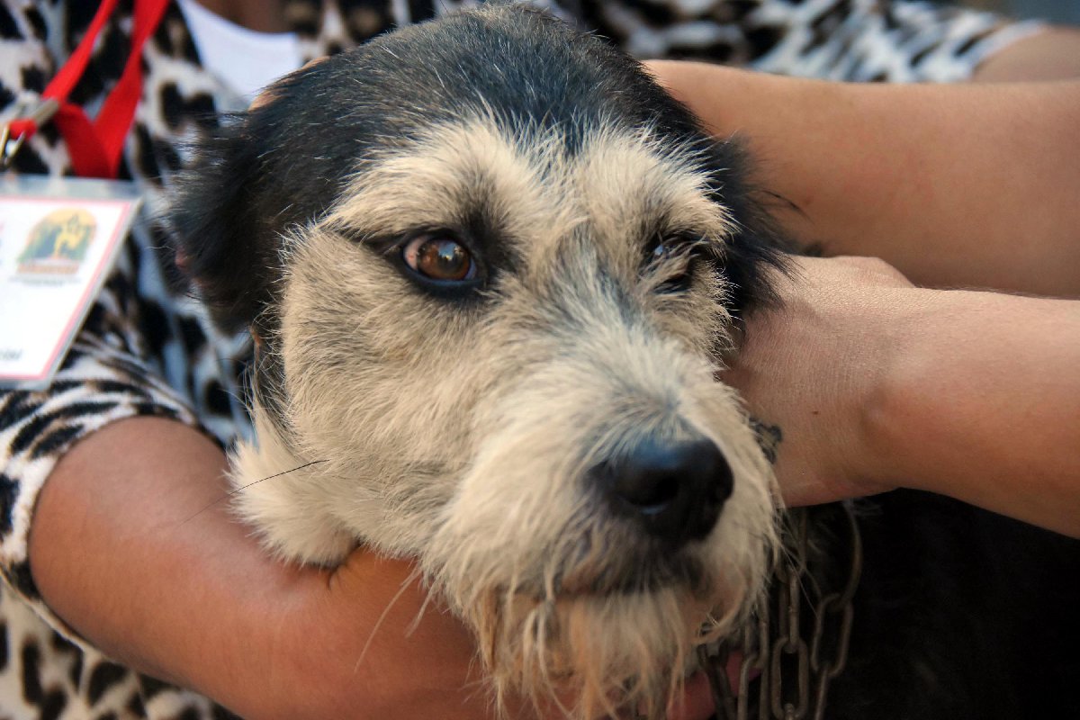 İzmir’de köpeğe boruyla dayak Son dakika haberleri