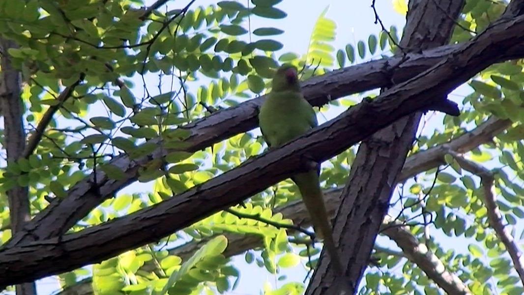 Istanbul Da Yesil Papaganlar Kuslarin Yem Ve Yuvalarina Ortak Oluyorlar Guncel Yasam Haberleri