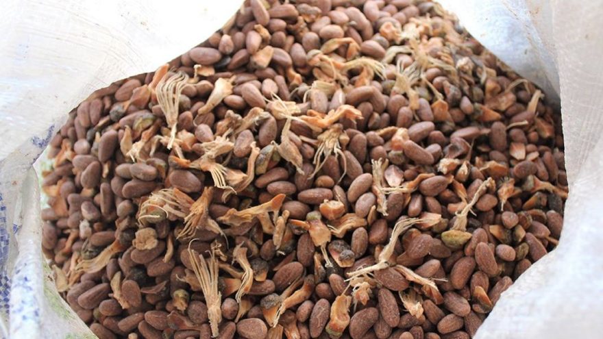 Kilosu 800 lira…Ölümü göze alıp topluyorlar