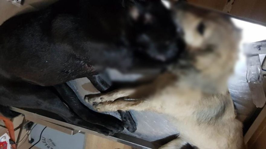 16 köpeği zehirleyerek öldürdüler
