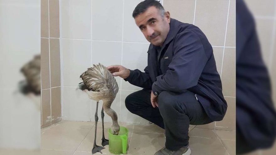 Hakkari’de bulunan yaralı flamingo tedavi altına alındı