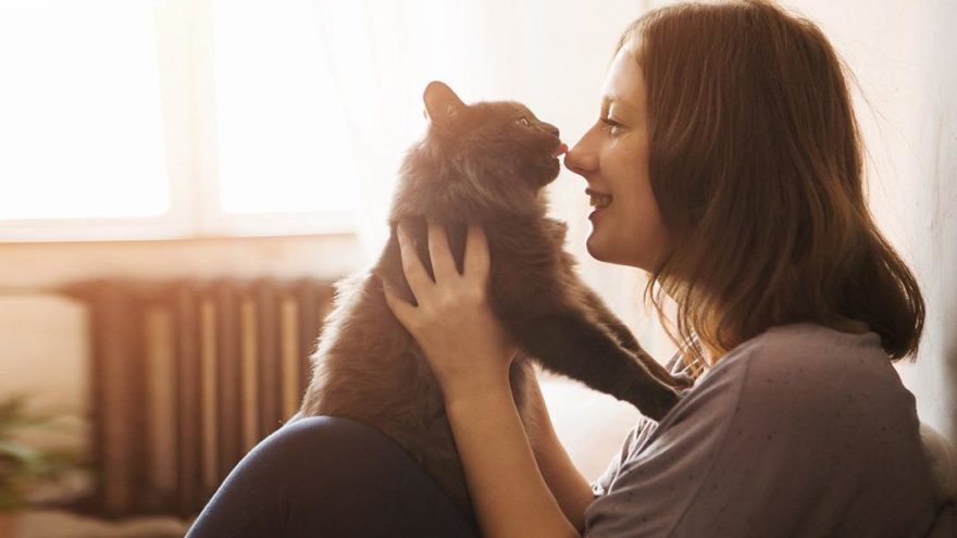 Türkiye’nin yüzde 19’u kedi sahibi