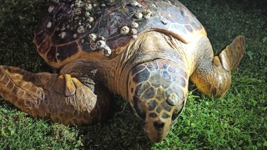 Carettaların sindirim sisteminde yüzde 60 plastik çıktı