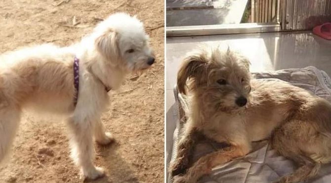 Motelde terk edilen köpek 60 kilometre yürüyüp evine döndü