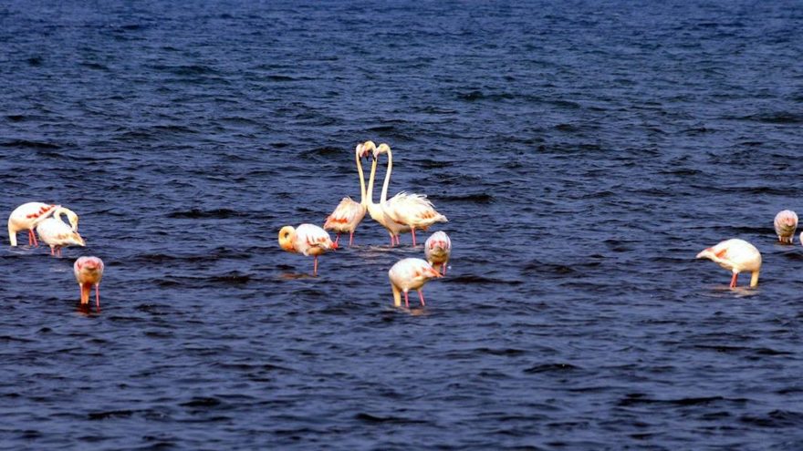 Flamingolar, İzmit Körfezi’ni renklendirdi