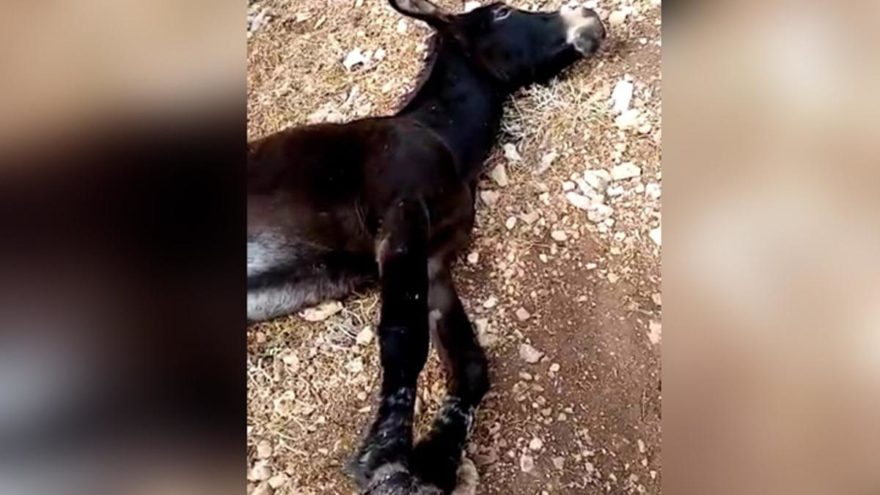 Ayaklarını telle bağlayıp ölüme terk ettiler