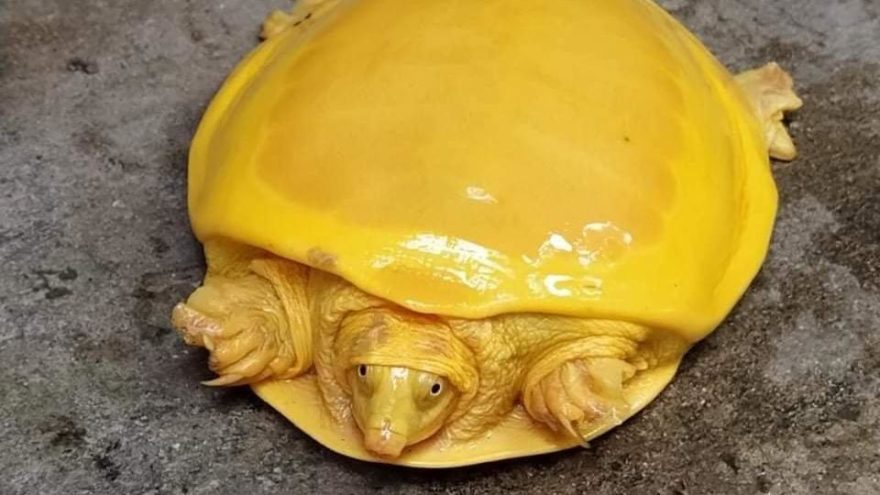 O erimiş bir hamburger peyniri değil!