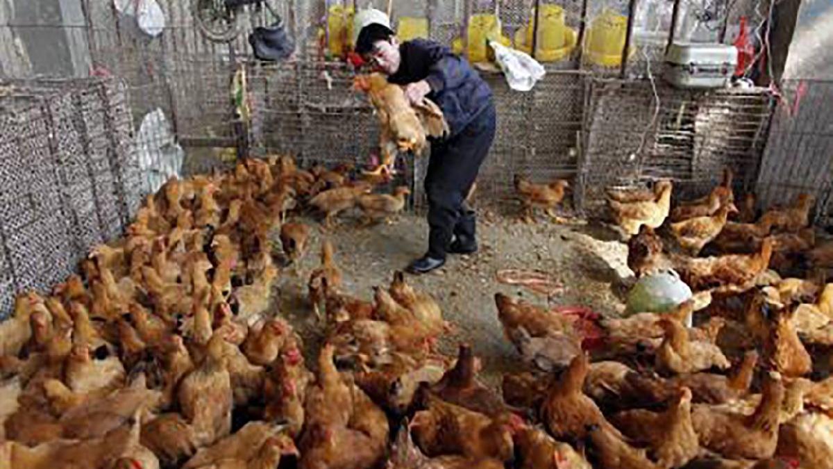 Before the corona virus ends ... Bird flu epidemic in Japan and the Netherlands: thousands of chickens will be culled