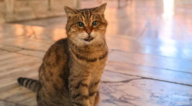 Gli, the symbol of Hagia Sophia, died