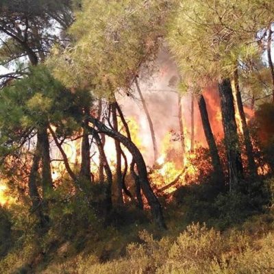 Istanbul Daki Orman Yanginlarinin Tamami Insan Kaynakli Guncel Yasam Haberleri