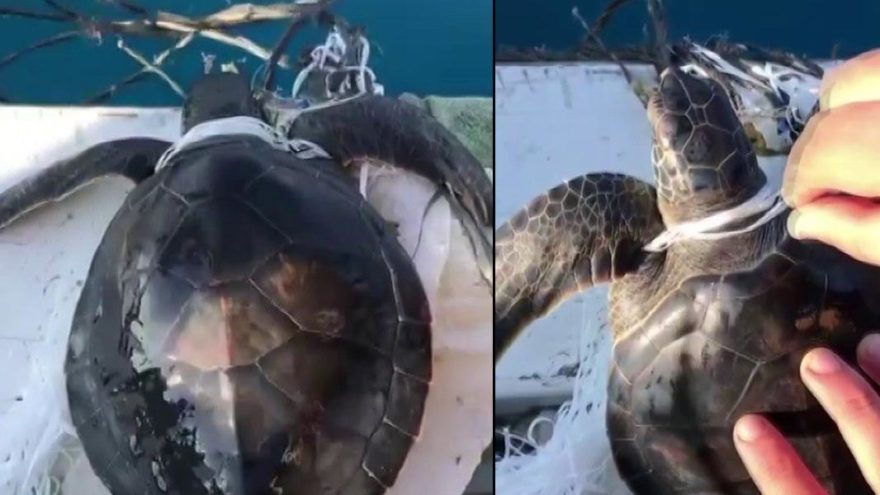 Çöplere dolanan yavru caretta carettayı balıkçılar kurtardı