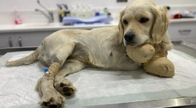 Patileri kesilen yavru köpek Pamuk’tan sevindiren haber
