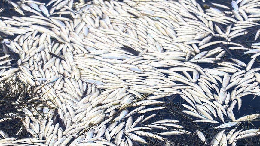 Ankara’da barajdaki balık ölümleri araştırılıyor