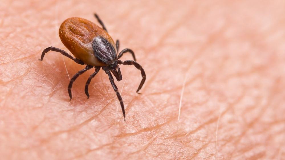 Ticks turn to people when the temperature rises