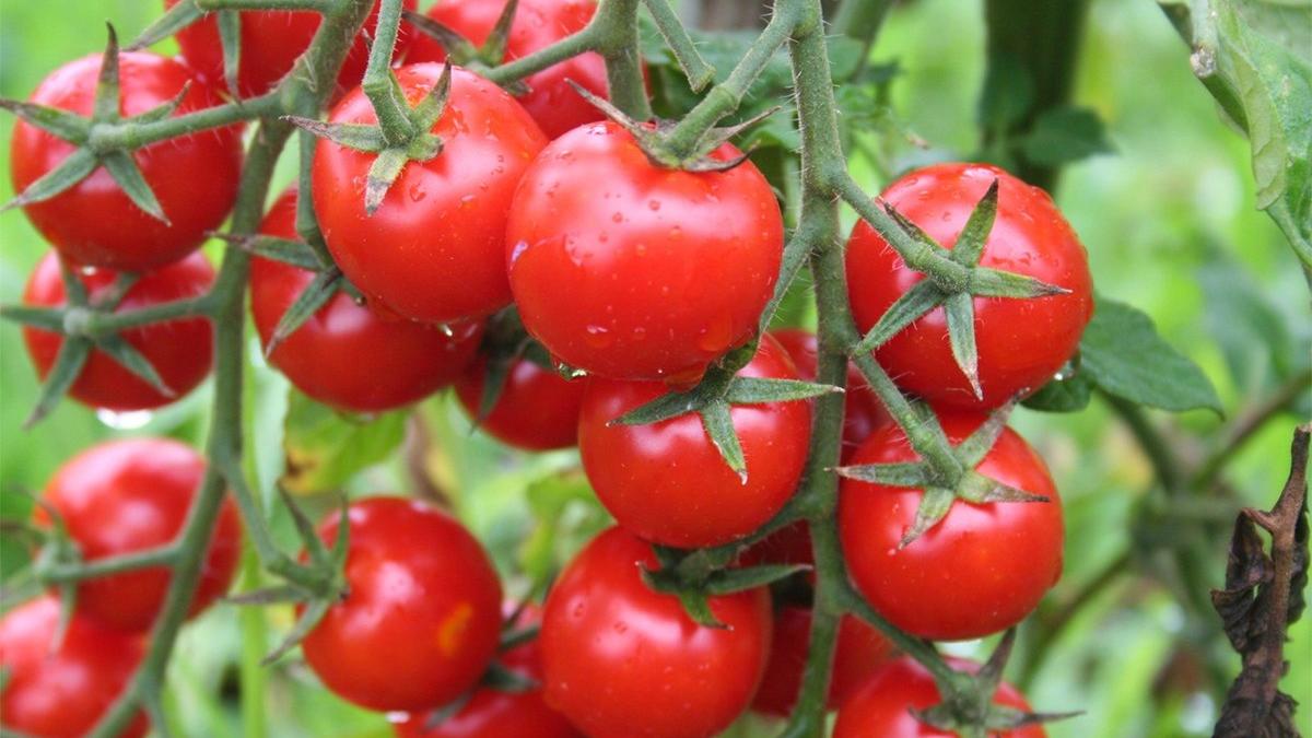Domates Ihracatinda Buyuk Tehlike Rusya Kapisi Kapandi Ekonomi Haberleri