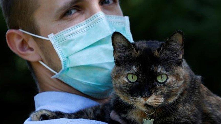 Kedi Virus Bulastirir Mi Guncel Yasam Haberleri