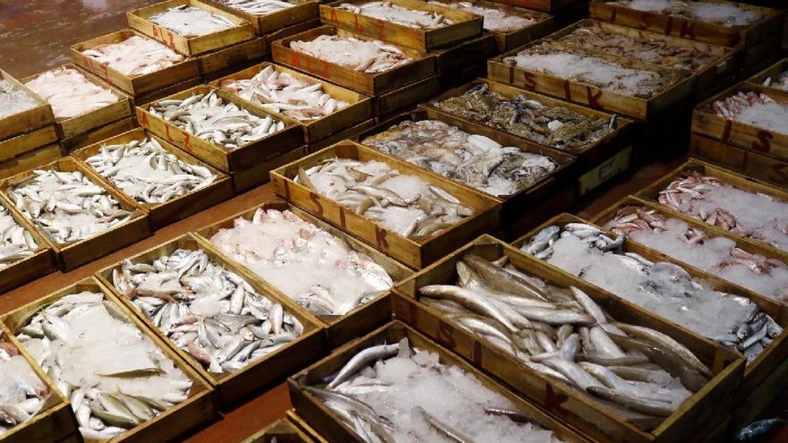 FAO: Akdeniz ve Karadeniz’deki avcılığın 230 bin tonu ıskarta