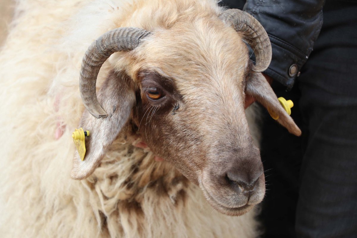 Bu Koyunun 13 Kaburgasi Var Sadece Van Da Yetistiriliyor Guncel Yasam Haberleri