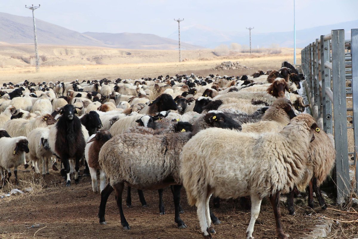 Bu Koyunun 13 Kaburgasi Var Sadece Van Da Yetistiriliyor Guncel Yasam Haberleri