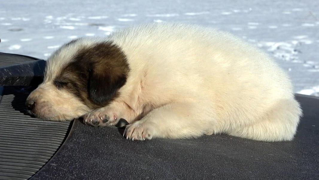 Caya Dusen Yavru Kopegi Kurtarmak Icin Buz Gibi Suya Girdi Guncel Yasam Haberleri