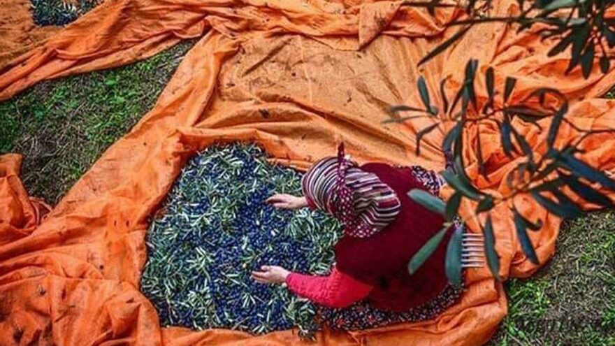 Zeytin yaprağı deyip geçmeyin: Coronayla savaş için çayını demliyorlar