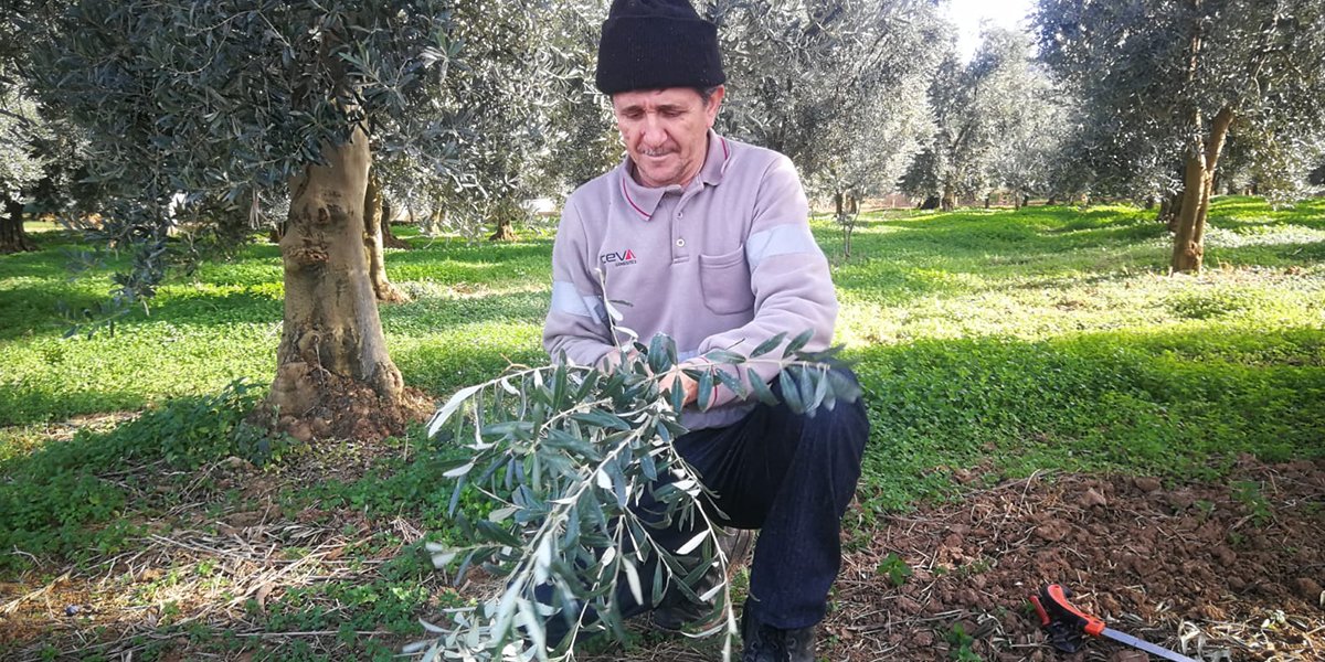 zeytin-yapragi-sozcu.jpg