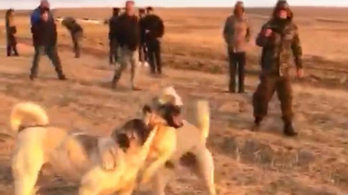 Toplu köpek katliamı tepkiler dinliyor Son dakika haberleri