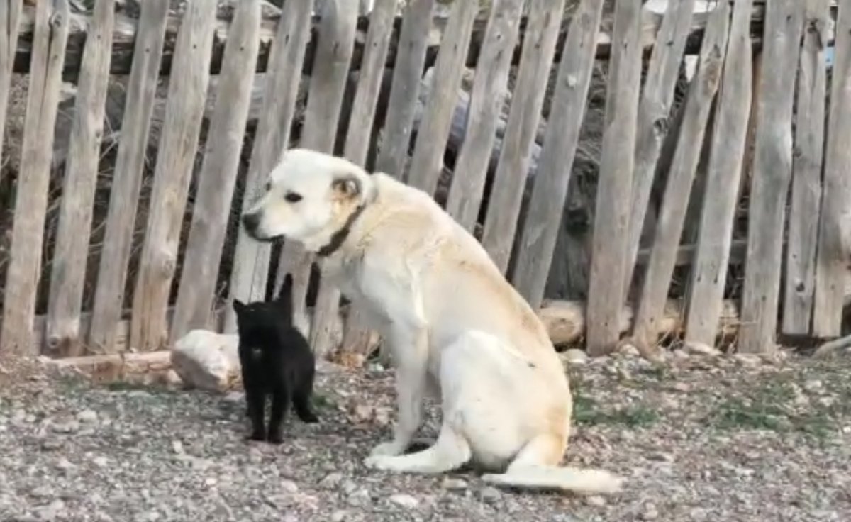 Yavruları ölen Mıncık, öksüz Cınıvır’a ana oldu Güncel yaşam haberleri