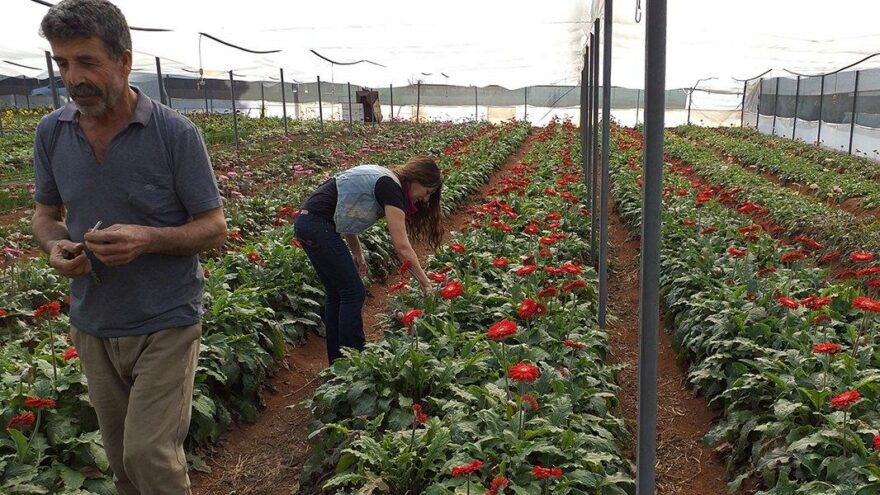 Sevgililer Günü’nde çiçekler Antalya’dan