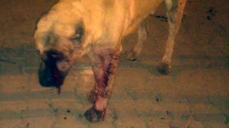 Sopayla dövüp gözlerini oydular