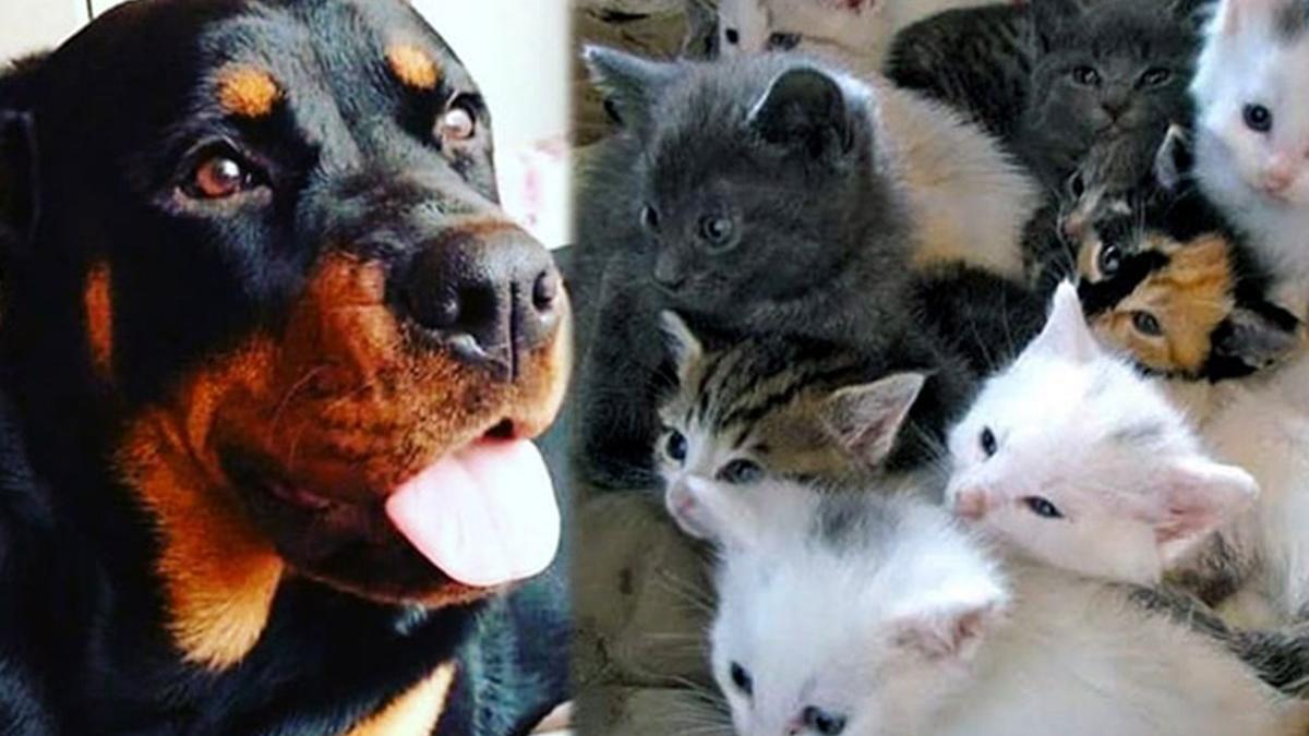 Kedi Ve Kopek Sahipleri Dikkat Artik Zorunlu Olacak Son Dakika Haberleri