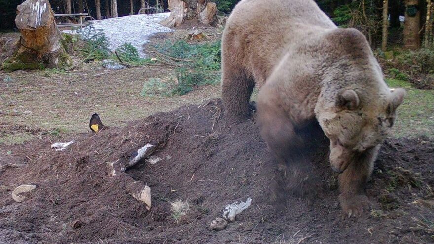 Uludağ'da çiftçinin ölen ineği ayılara verildi ile ilgili görsel sonucu