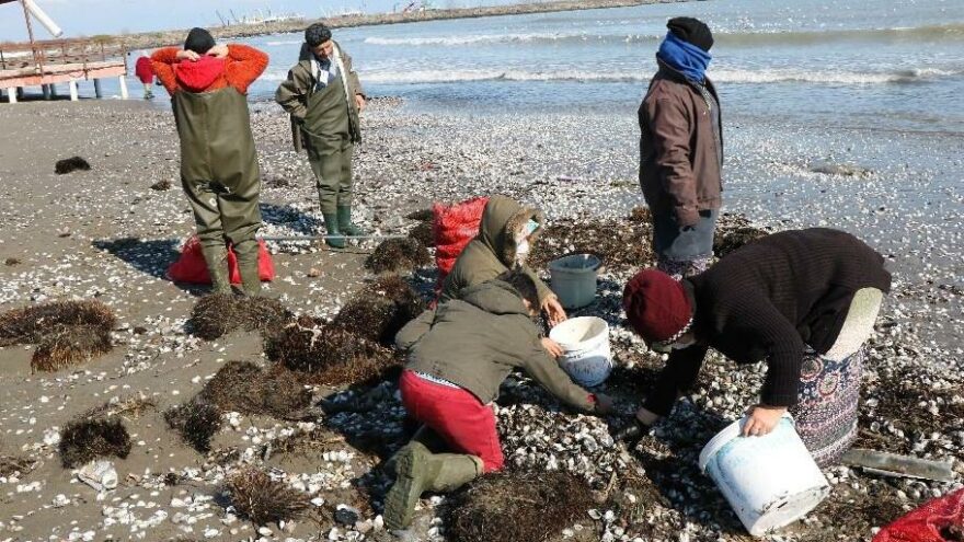 Fırtınayla gelen salyangozlar ekmek kapısı oldu
